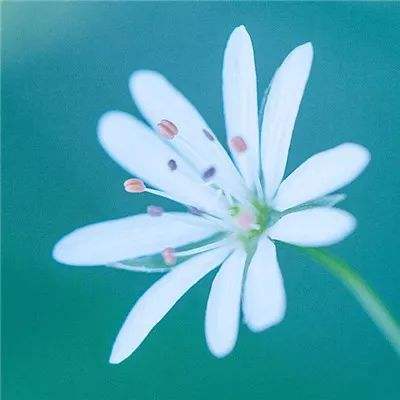 果盘摸金校尉之伏魔殿手游下载