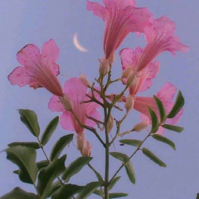 太乙阴阳诀手游下载