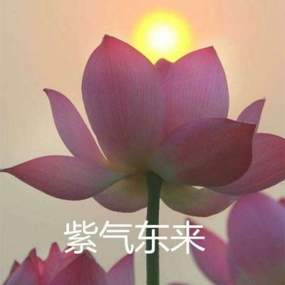 代号某某某破解版下载